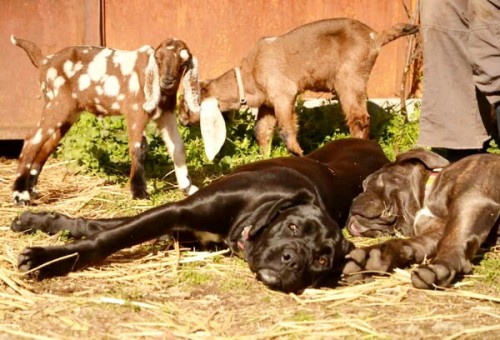 Cane corso z kózkami anglonubijskimi